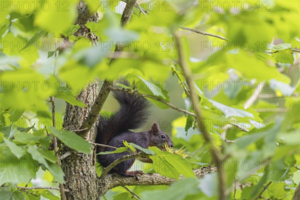 A  squirrel or Eurasian  squirrel (Sciurus vulgaris) eats from a Corylus colurna