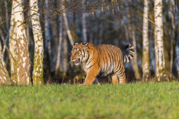 One young female Siberian Tiger, Panthera tigris altaica, running on a green meadow in front of