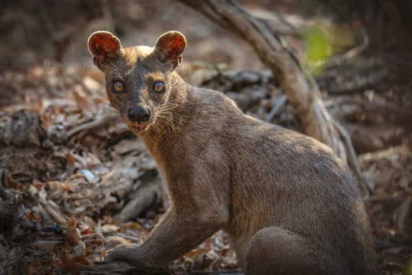 Fossa creeping cat (Cryptoprocta ferrox) in the dry forests of the Kirindy Conservation Area in