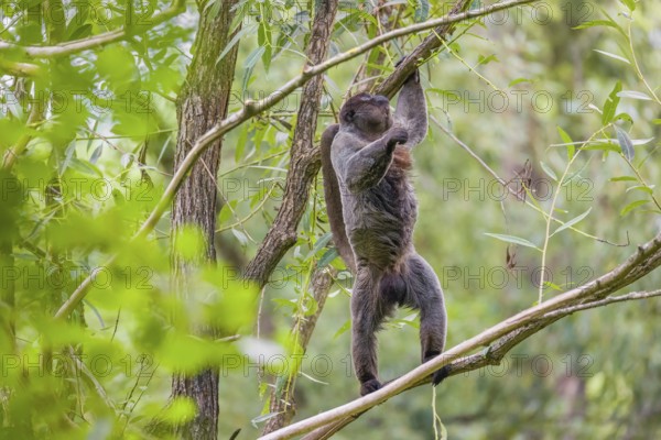 A common woolly monkey, brown woolly monkey, or Humboldt's woolly monkey (Lagothrix lagothricha)