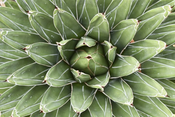 Top view of center of 'Agave Victoriae Reginae' succulent plant