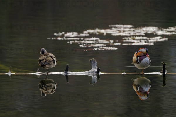 Mandarin ducks (Aix galericulata), male and female, front view, standing on tree trunk, reflection,