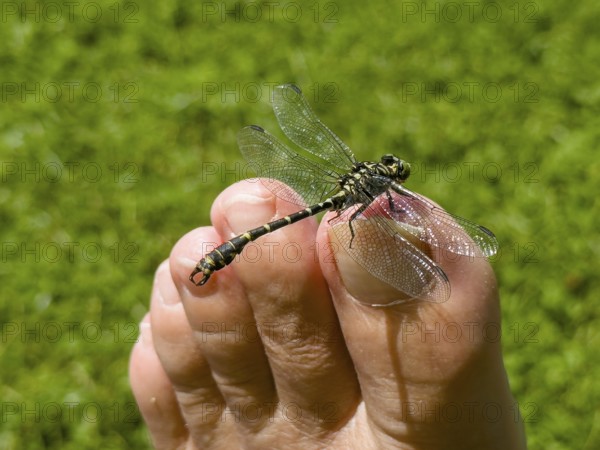 Onychogomphus forcipatus (Onychogomphus forcipatus) sitting on foot toe, Lake Neubeur, Bavaria,