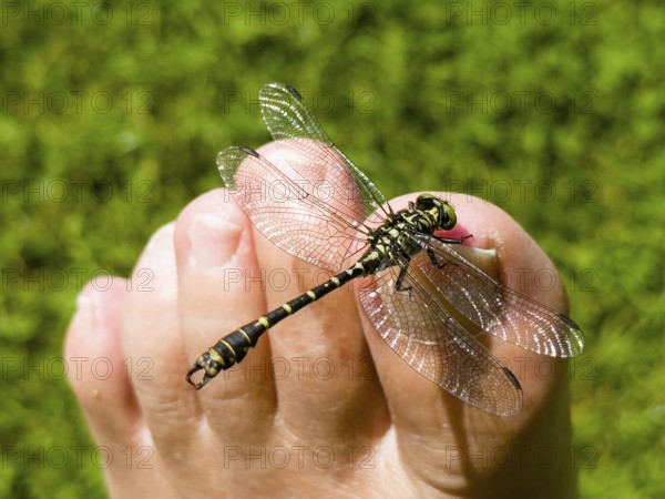 Onychogomphus forcipatus (Onychogomphus forcipatus) sitting on foot toe, Lake Neubeur, Bavaria,