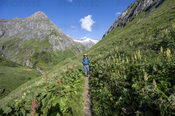 Mountaineer on a hiking trail in a flower meadow, Umbaltal, Venediger Group, Hohe Tauern National