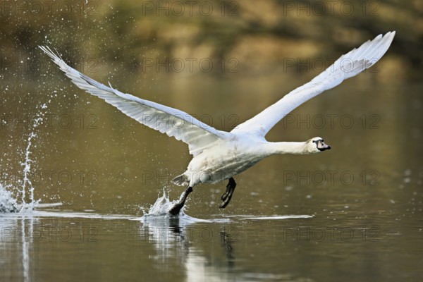 Mute swan (Cygnus olor), taking off from the water, Flachsee, nature reserve, Reusstal, Canton