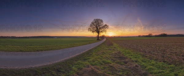 View along a road to a solitary tree in an agricultural environment with blue sky streaked with