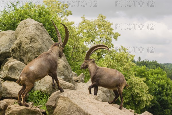 Two male ibex (Capra ibex) are standing on a rock and playfully fighting. A green forest can be