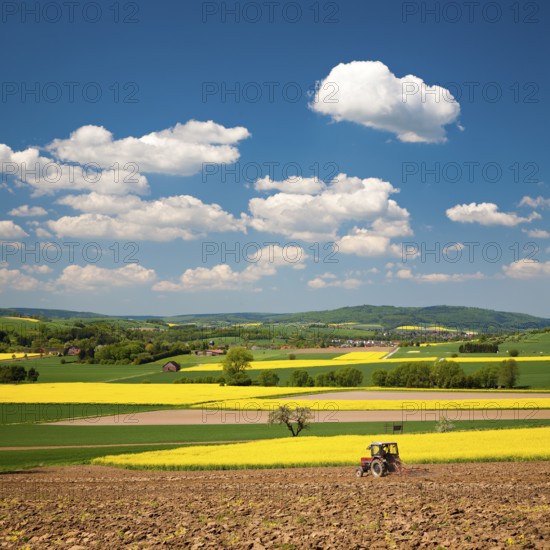 Field landscape in Solling with blooming rape fields under a blue sky with cumulus clouds in