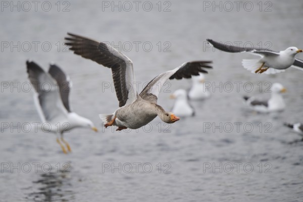 Graylag goose (Anser anser) strats flying from the water, Düne, Helgoland, Schleswig-Holstein,