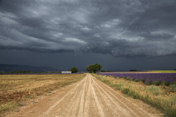 Gravel road through lavender field, flowering true lavender (Lavandula angustifolia), thunderstorm