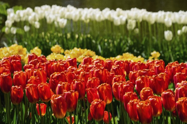 Blooming red tulips flowerbed in Keukenhof flower garden, also known as the Garden of Europe, one