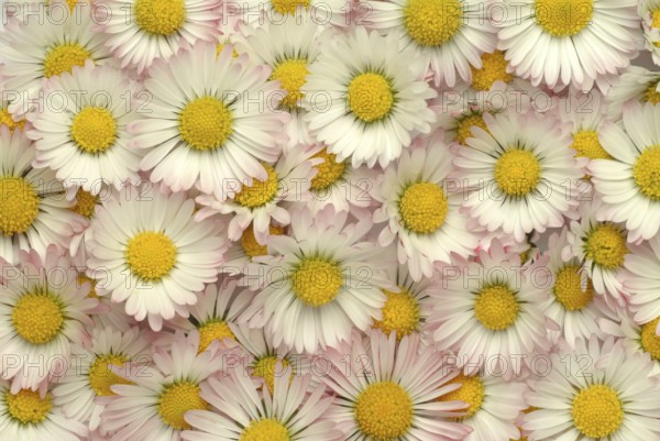 Common daisy (Bellis perennis), medicinal plant, naturopathy classifies the daisy among other