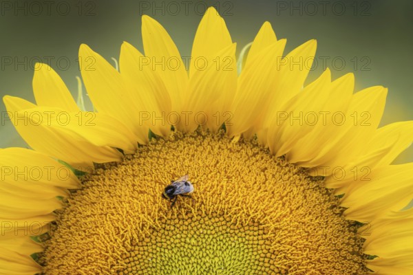 A bumblebee sits on the blossom of a sunflower in a wildflower field near Frankfurt am Main.