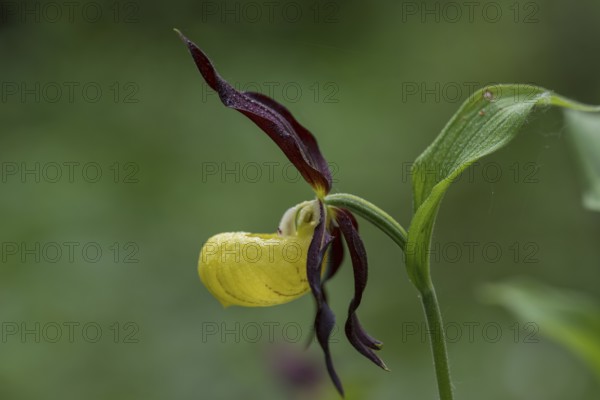 Yellow lady's slipper orchid (Cypripedium calceolus), Kalkalpen National Park, Upper Austria,