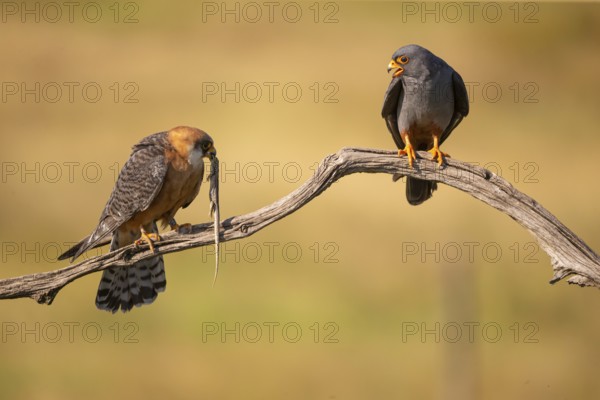 Red-footed falcon (Falco vesperetinus) Male handing over a captured lizard to female, Hungary,