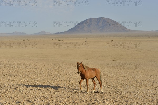 Desert horse, Namibian desert horse (Equus ferus) in the desert, near the waterhole of Garub, near