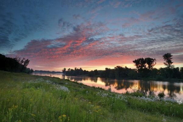 Morning glow on the Old Rhine with valerian (Valeriana officinalis) and deciduous trees, Xanten,