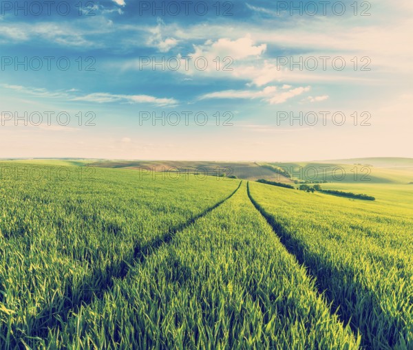 Vintage retro effect filtered hipster style image of Green fields of Moravia, Czech Republic,
