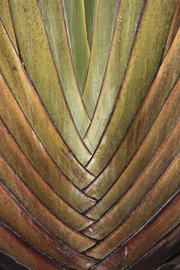 Detail of the structure of the trunk of a traveller's palm (Ravenala madagascariensis), Black River