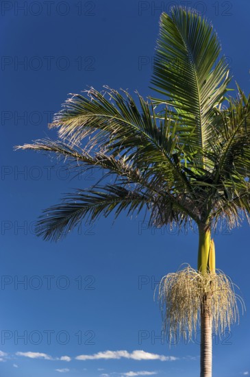 Palm tree blossoming, plant, flora, blue sky, journey, holiday, nice weather, dream journey,