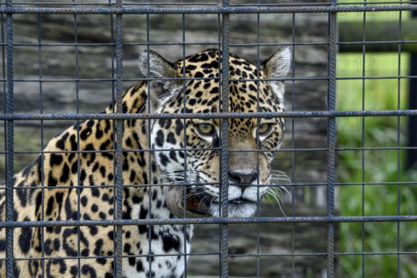 Jaguar (Panthera onca) with radio collar behind iron grid, portrait, captive, breeding station of