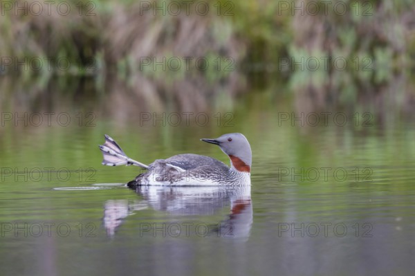 Red-throated diver (Gavia stellata) with outstretched foot in the water, Central Sweden, Sweden,
