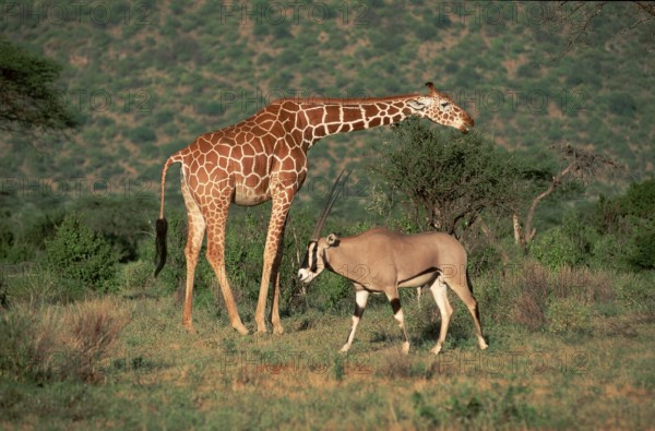 Gemsbok (Oryx gazella) and reticulated giraffe (Giraffa camelopardalis reticulata), Samburu Game