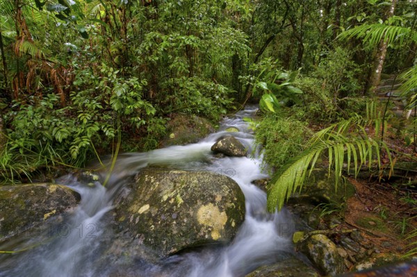 River course, water, stream, river, movement, flowing, jungle, rainforest, tropical, tropical