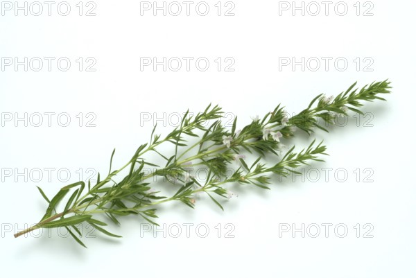 Summer savory (Satureja hortensis), also garden savory, true savory, pepperwort, family of the