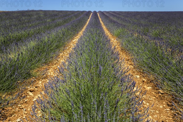 Lavender field, flowering true lavender (Lavandula angustifolia), near Valensole, Provence,