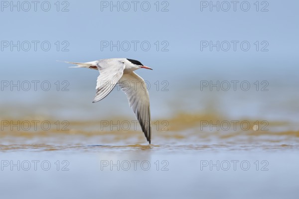 Elegant tern (Thalasseus elegans) flying in the sky above the sea, hunting, ebro delta, Catalonia,