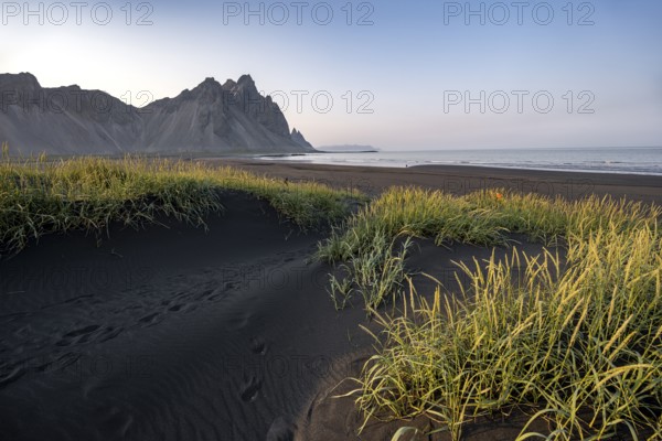 Black beach with volcanic sand, sandy beach, dunes with grass, Stokksnes headland, Klifatindur