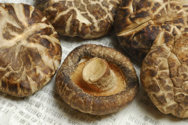 Shitake mushrooms, dried, on Chinese newspaper, Shiitake (Lentinus edodes) Shitake, medicinal