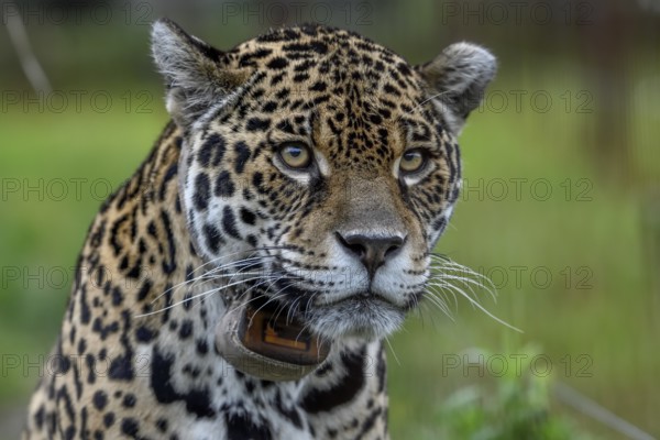 Jaguar (Panthera onca) with radio collar, portrait, breeding station of the Conservation Land