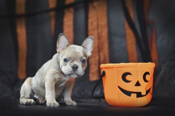 French Bulldog dog puppy with spooky Halloween trick or treat basket in front of black and orange
