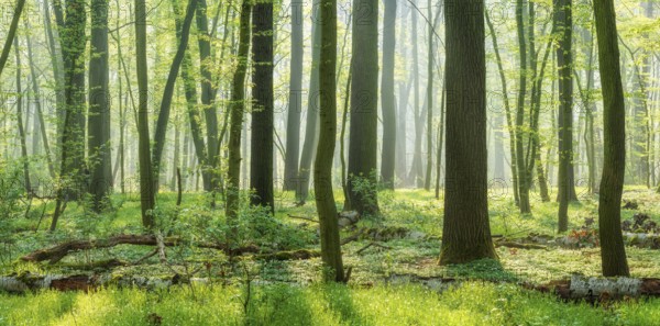 Natural deciduous forest of oaks and beeches in early spring, fresh green, sun shining through