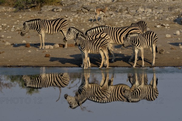 Burchell's Zebras (Equus quagga burchelli) reflected at the waterhole Chudop, Etosha National Park,