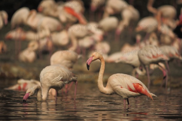 Cuban flamingo, troop, group, standing, water, american flamingo (Phoenicopterus ruber),