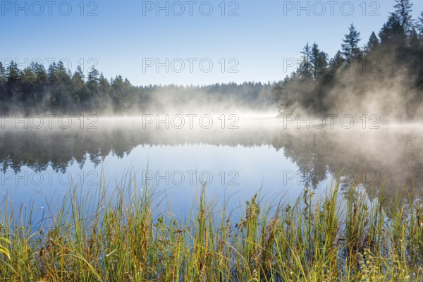 Wafts of mist over the mirror-smooth mire lake Étang de la Gruère in the canton of Jura,