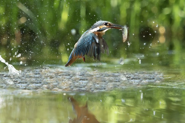 Common kingfisher (Alcedo atthis) fishing kingfisher flies up out of the water after hunting with