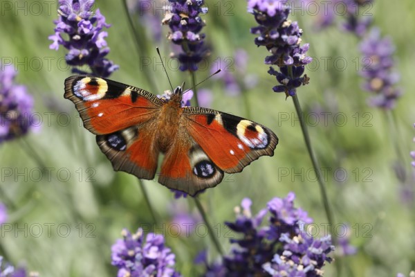 European peacock (Aglais io) on common lavender (Lavandula angustifolia) of a true lavender, North
