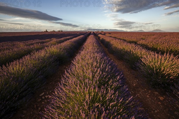 Lavender field, flowering true lavender (Lavandula angustifolia), near Valensole, evening light,