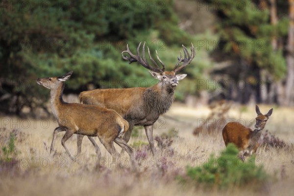 Red deer (Cervus elaphus) in the Hoge Veluwe National Park, Netherlands