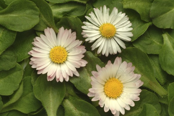 Common daisy (Bellis perennis), medicinal plant, naturopathy classifies the daisy among other