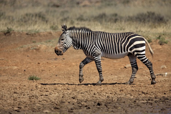 Cape mountain zebra (Equus zebra zebra), Mountain Zebra National Park, South Africa, lateral view,