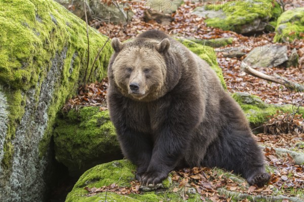 Brown Bear (Ursus arctos), animal enclosure, Bavarian Forest National Park, Bavaria, Germany,