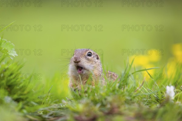An adult European ground squirrel (Spermophilus citellus) or European souslik sits in green gras