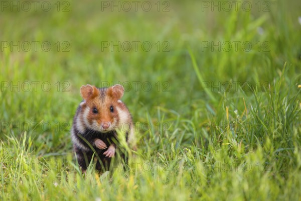 A European hamster (Cricetus cricetus), Eurasian hamster, black-bellied hamster or common hamster,