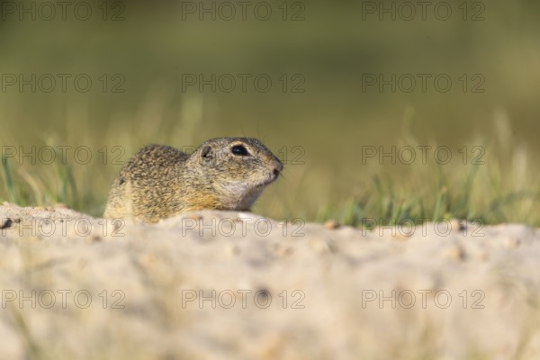 European ground squirrels (Spermophilus citellus) or European souslik sitting on sand with some